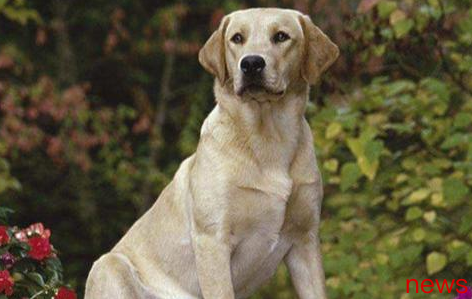 Revealing the Global King of Olfactory: Top Ten Top Hound Breeds