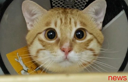 Tips for raising cats: 35 Tips for raising cats that you must know
