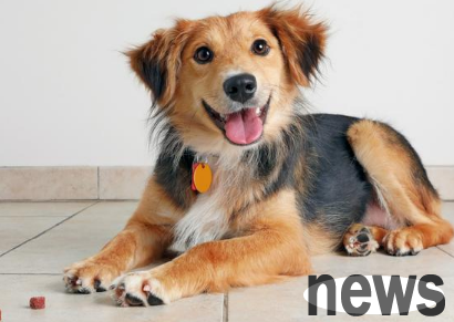The importance of walking dogs: Why is daily walking a dog the cornerstone of dog happiness?