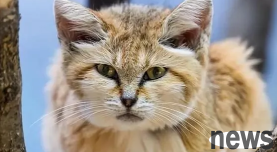 These cats have been listed on the banned list, and it is illegal to raise them again