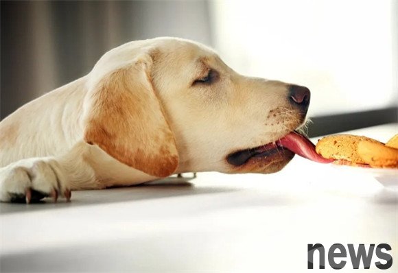 These 6 kinds of dogs are famous for their loyalty and have been raised.