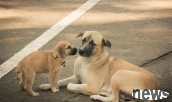 The difference between raising a male dog and raising a female dog is really obvious