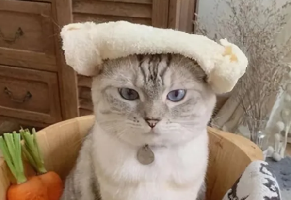 If a cat cannot be buried after death, no one will know?