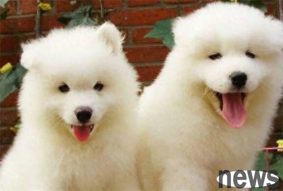 The five most adorable puppies, Pomeranian and Corgi, are on the list, which one do you like?