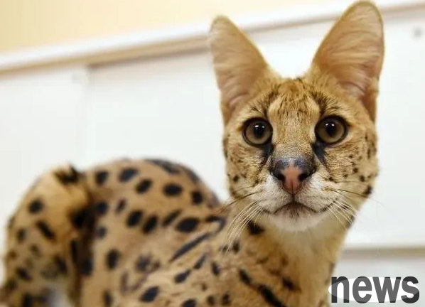 Expensive cats