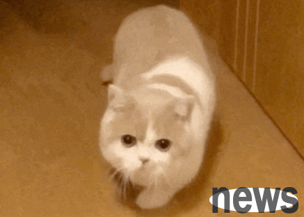 The cat suddenly ran around the room, which was actually sending important signals to you