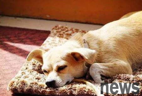 Four reasons why dogs have faded noses