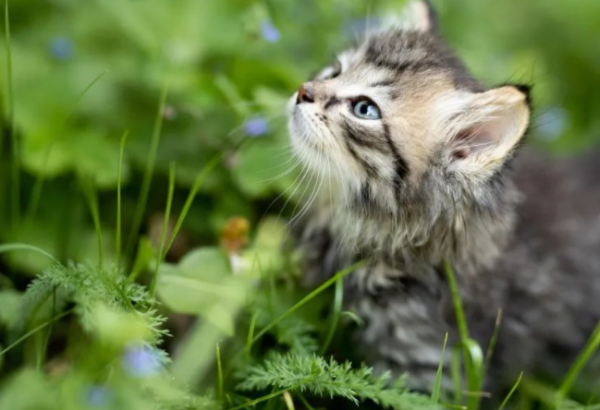 The 6 major manifestations of cats 