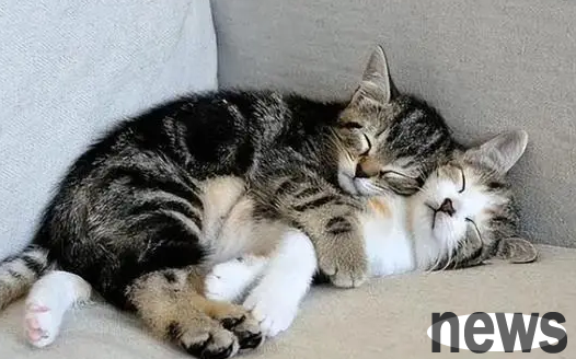 Why do cats like to sleep next to their owners and often rub against each other?