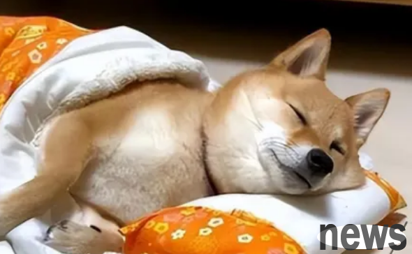 Whether a dog has a good personality can tell where it sleeps. Don’t believe it!