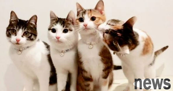 Are you really suitable to keep a second cat? Whether a single cat family can have a 