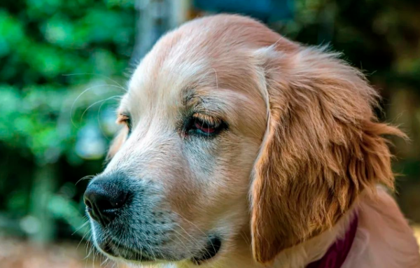 Dogs can understand that they are sent away