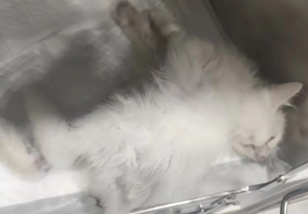 Shocked cat owner: The latest diagnosis of cat ventricular transmission is here!