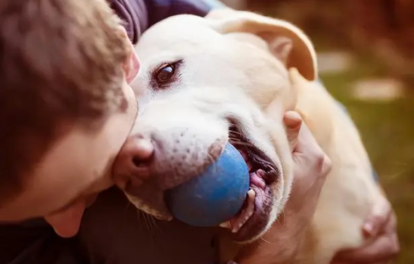 A dog that is truly raised will actually have these manifestations, and it is impossible to pretend to be 