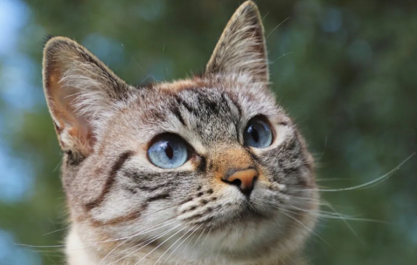 What is the reason why cats suddenly urinate and defecate? What to do to correct