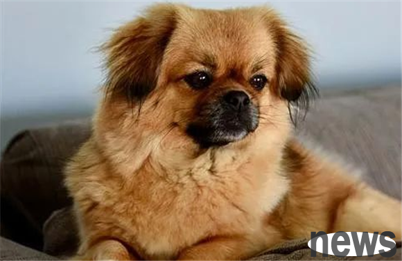Editorial: Who is the longest-lived dog breed? Is there any dog ​​from your family?