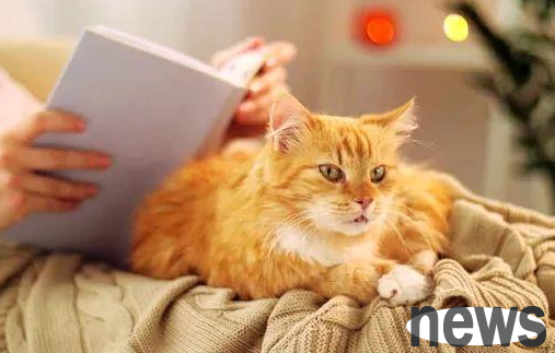 Four ways to place cats during the Spring Festival