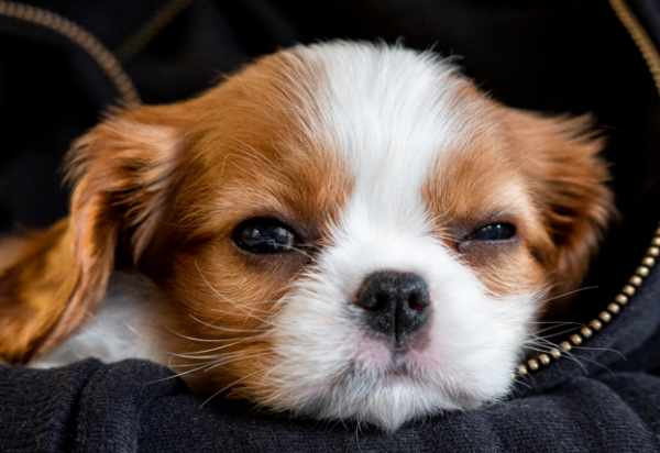 All of these four characteristics indicate that the dog s body is full of 