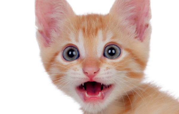 Chinese cat Hululu, British cat pur pur: Onomatopoeia also has an accent?
