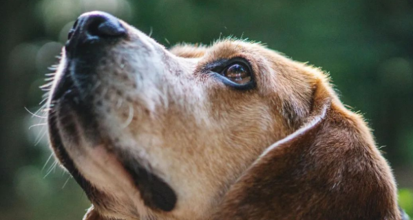 These 5 reasons why dogs always shed hair. Is your dog caught?