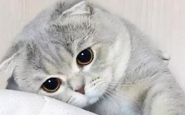 What to do if a cat is accidentally poisoned? 3 steps to save the cat s life