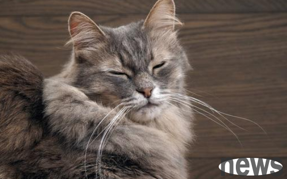 Why don t cats want to be touched by you｜The answer is as follows