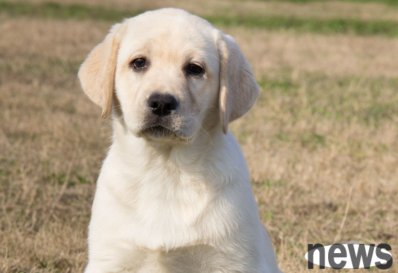 Small and medium-sized dogs suitable for domestic and domestic, choose according to your preferences