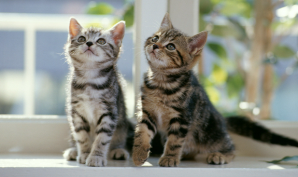 What should I do if a cat eats four cat strips in a day?