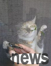 What should I do if my nails are cut for my cat is too fierce to resist?