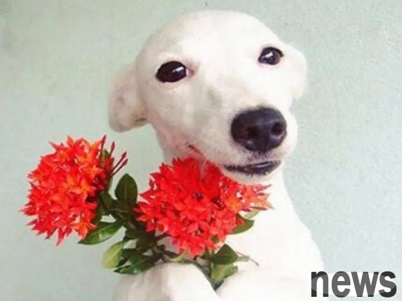 A few signals that the dog 
