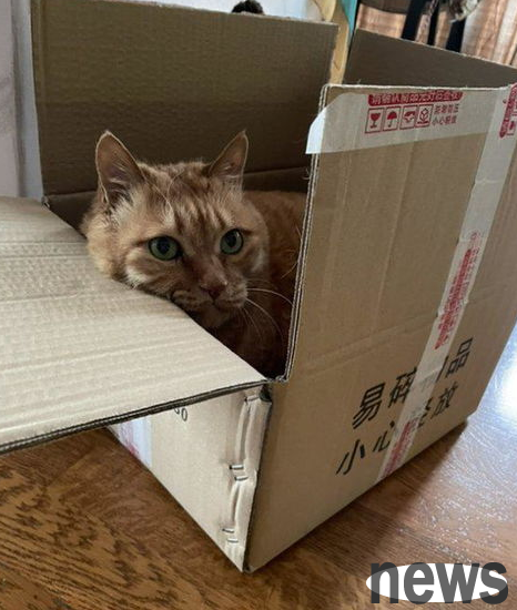 What should I do if there is secretion when the cat has tears in their eyes?