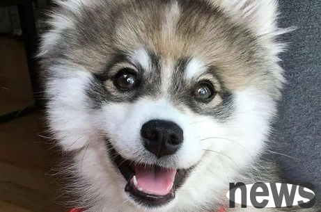 If cuteness has a level, the 7th type of dog is 