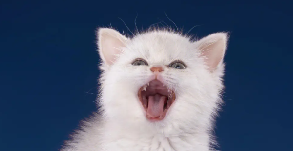 What to do if there is pus in cats’ ears? Do cats have watery or pus-like secretions in their ears?