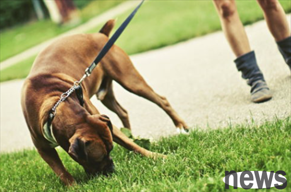 What should I do if a dog eats herbicide grass?