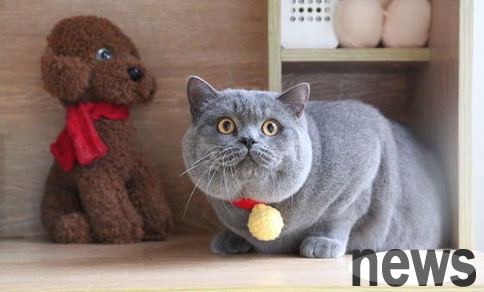 Popular science: What should I do if a cat can’t urinate?