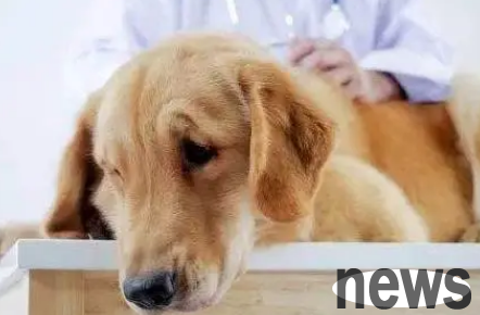 What should I do if I get mildly poisoned insecticides in dogs?