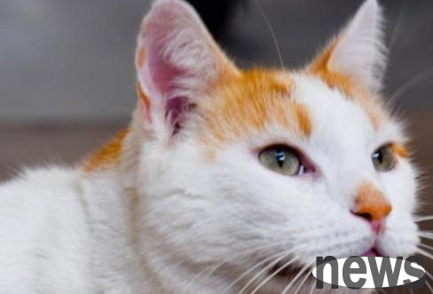 A detailed explanation of this article: What should I do if a cat has oral inflammation?