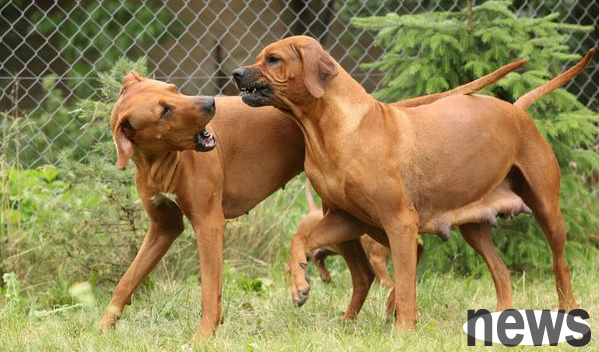 What should I do if my dog ​​mother doesn’t have milk? What are the causes of breast-free dogs?