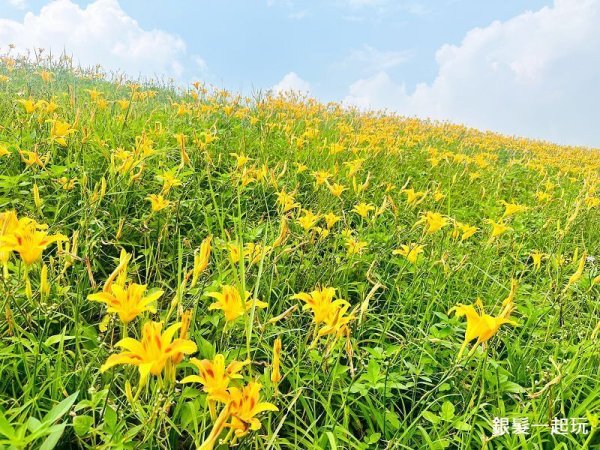 2024 Golden Beards and Bright Flower Festival! Miaoli Dahu Sheliaojiao Golden Flower Corridor, 800 meters free flower-storage trail opens 3 times a year