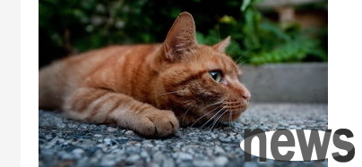 What should I do if a cat doesn’t poop? What should I do if a cat doesn’t poop if it doesn’t poop?