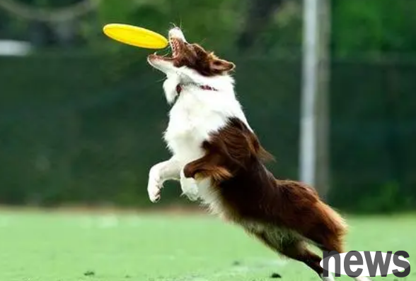 How to train pet dogs?