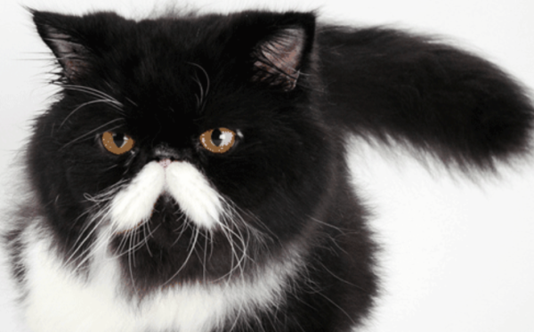 What should I do if a cat urinates frequently? What s wrong with cats urinating frequently?