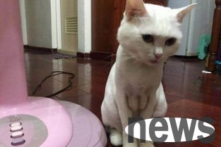 Can cats shave their hair? Can you shave and take care of it?