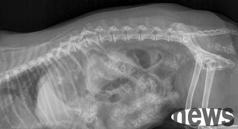 What to do if a puppy is blocked intestinal tract? What are the symptoms of intestinal blockage in dogs?