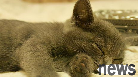Cats are always restless when taking a bath, so it is so easy to make them fall in love with bathing!