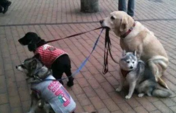 What should I do if a dog becomes a sperm? What does it mean to be a dog?