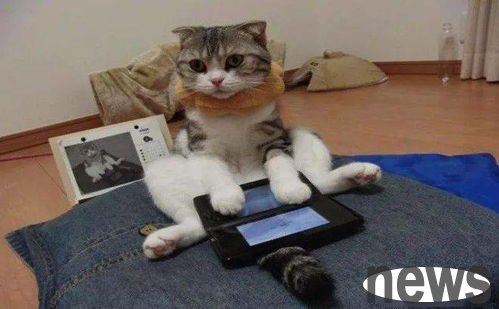 How does a cat shoveler train his own cat? Conquer the cat!