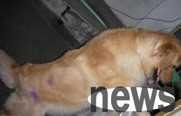 What are the problems with using dog hairy powder? Why not take a look