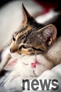 Tips for getting cats to accept new cat partners