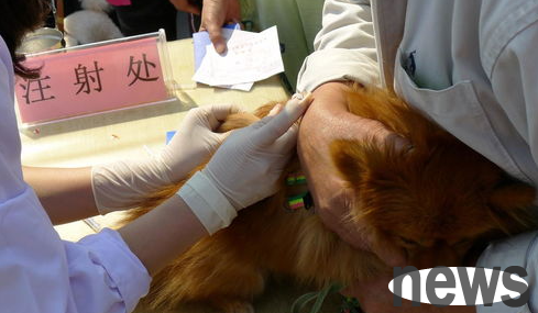 The reasons for the failure of dog vaccination are revealed, owners should not panic!